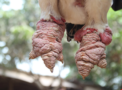 Tròn mắt ngắm cặp chân khủng của “vua gà” Đông Tảo - 10