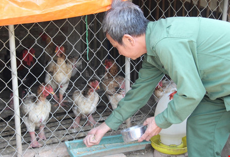 Tròn mắt ngắm cặp chân khủng của “vua gà” Đông Tảo - 11