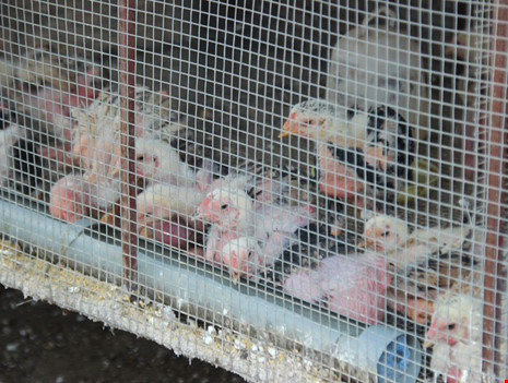 Tròn mắt ngắm cặp chân khủng của “vua gà” Đông Tảo - 12