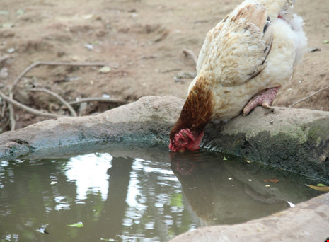 Tròn mắt ngắm cặp chân khủng của “vua gà” Đông Tảo - 13