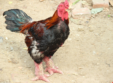 Tròn mắt ngắm cặp chân khủng của “vua gà” Đông Tảo - 3