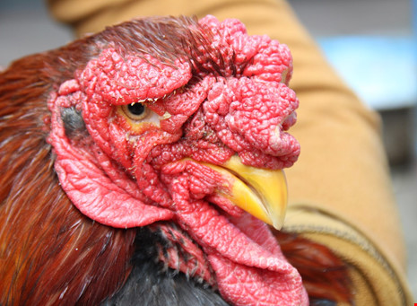 Tròn mắt ngắm cặp chân khủng của “vua gà” Đông Tảo - 4