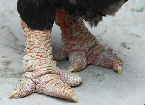 Tròn mắt ngắm cặp chân khủng của “vua gà” Đông Tảo - 5