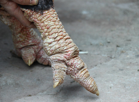 Tròn mắt ngắm cặp chân khủng của “vua gà” Đông Tảo - 6