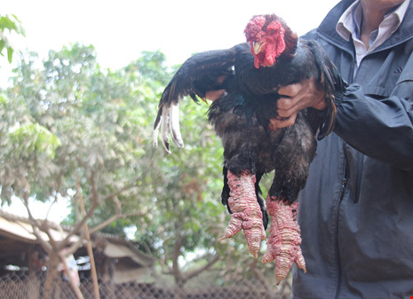 Tròn mắt ngắm cặp chân khủng của “vua gà” Đông Tảo - 7