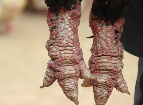 Tròn mắt ngắm cặp chân khủng của “vua gà” Đông Tảo - 8