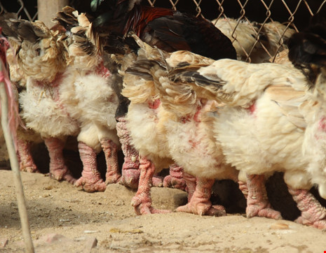 Tròn mắt ngắm cặp chân khủng của “vua gà” Đông Tảo - 9