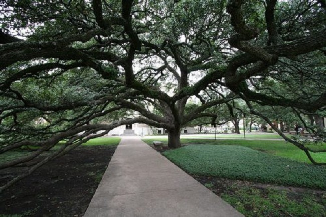 44. Đại học Texas A & M: Với diện tích khoảng 2080 ha, đây là một trong những trường đại học rộng nhất nước Mỹ. Ngôi trường rất giàu truyền thống và thường xuyên tổ chức các hoạt động thi đấu thể thao, đặc biệt là bóng đá. Đây còn có thư viện nổi tiếng được cựu Tổng thống Hoa Kỳ George HW Bush yêu thích.