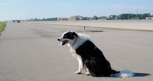 Chó chạy rông trên đường băng, phi công phải bay vòng chờ hạ cánh - 1