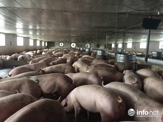 Chuyện về người thương binh “phá núi, bạt rừng” kiếm tiền tỉ mỗi năm - 4