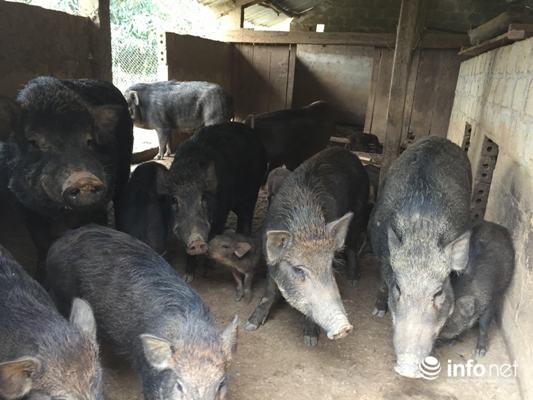 Chuyện về người thương binh “phá núi, bạt rừng” kiếm tiền tỉ mỗi năm - 5