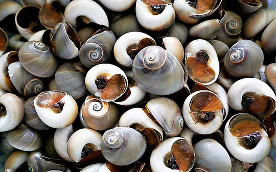 Ốc mỡ xào bơ thơm ngon khó cưỡng - 2