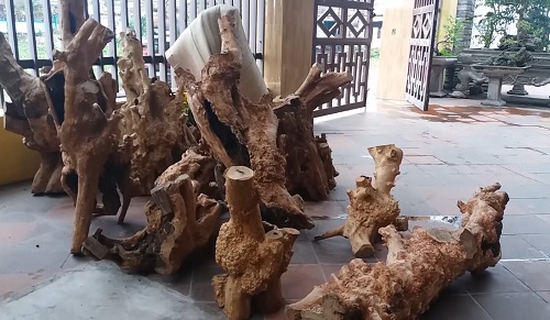 “Báu vật” vườn quốc gia Phong Nha-Kẻ Bàng có gì đặc biệt? - 2