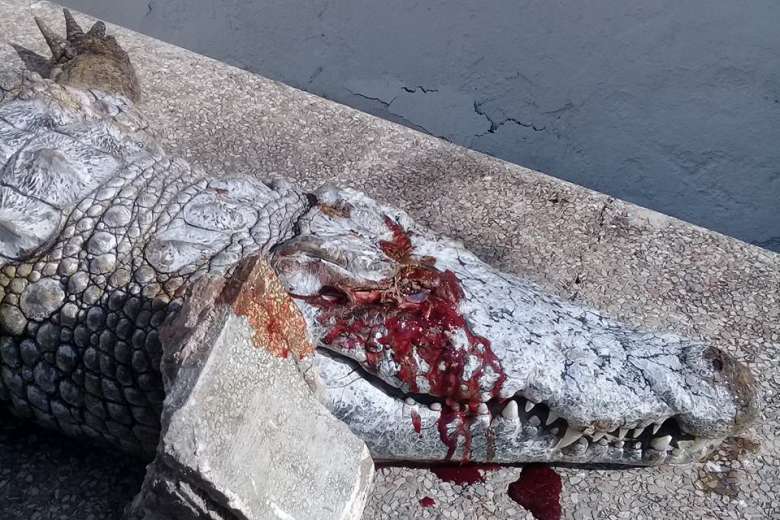 Cá sấu Tunisia bị du khách ném đá “vỡ đầu” đến chết - 1