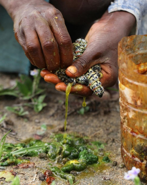 Nổi da gà với snack sâu giòn - đặc sản kinh dị của Zimbabwe - 5