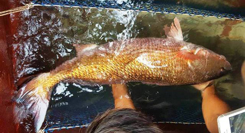 Ngư dân bắt được con cá vàng óng ánh, nặng 8kg - 1