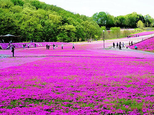 Khám phá TOCHIGI –NHẬT BẢN TOUR  cùng Sông Hàn Tourist - 1