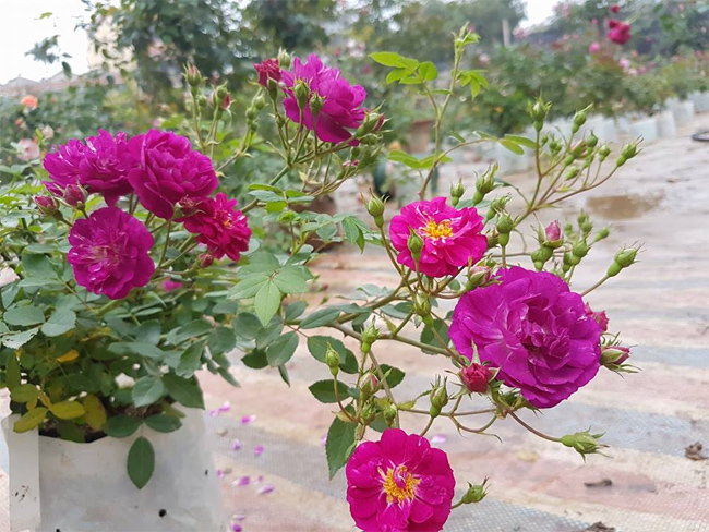 Tại khu vực Quảng Bá (Hà Nội) có một vườn hồng tuyệt đẹp với hàng nghìn cây hồng cổ và hồng ngoại được nhập về ở nhiều nước trên thế giới