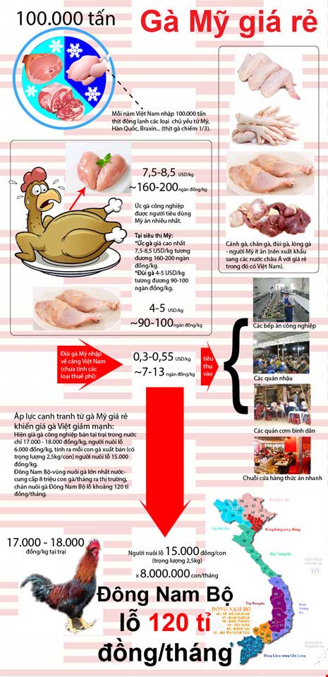 Infographic: Điều chưa biết về đùi gà Mỹ 7.000 đồng/kg - 1