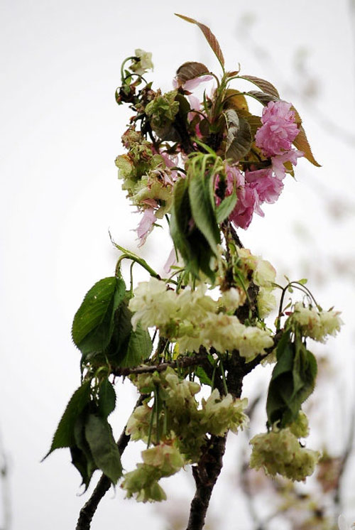 Sửng sốt với 3 lễ hội hoa được ví như "thảm họa mua hàng online" - 12