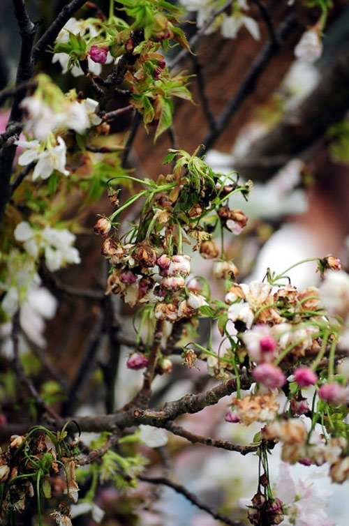 Sửng sốt với 3 lễ hội hoa được ví như "thảm họa mua hàng online" - 13