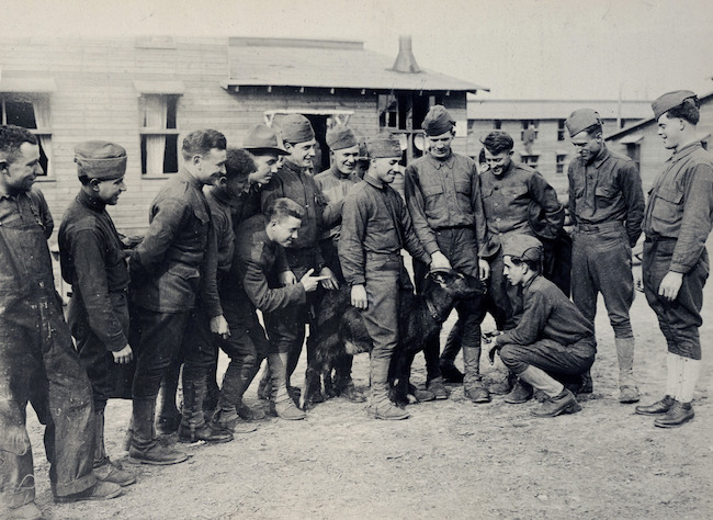 Những con vật có "vai vế" trong quân đội Mỹ Thế chiến I - 7