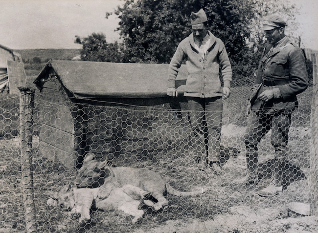 Những con vật có "vai vế" trong quân đội Mỹ Thế chiến I - 8
