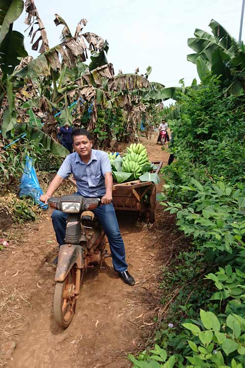 17.000 tấn chuối sắp chín, ai cứu? - 2