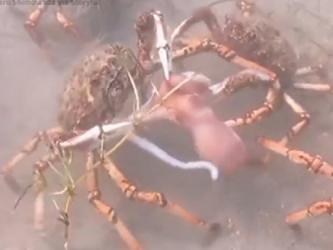 Video: Đội quân cua nhện xé xác bạch tuộc dưới đáy biển - 1