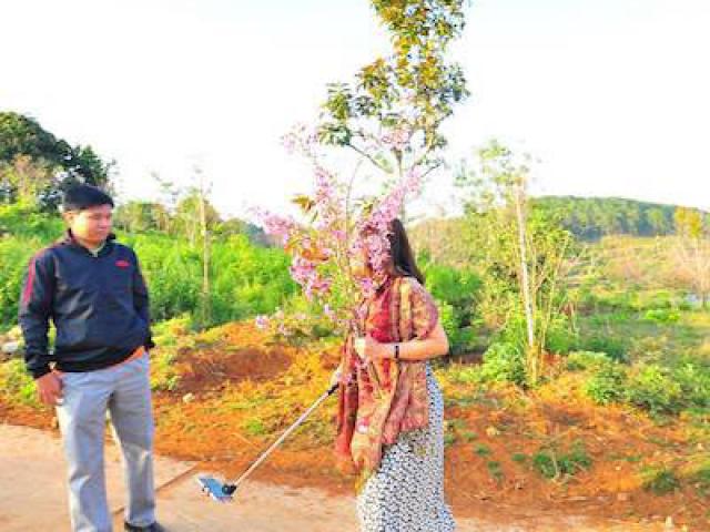 Nữ Phó Giám đốc Sở bị “tố” bẻ hoa anh đào ở Đà Lạt