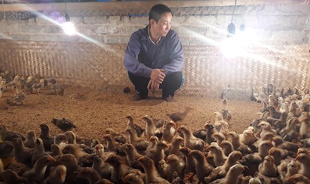 Người nuôi gà điêu đứng vì H7N9: Gà Yên Thế thất thủ - 1