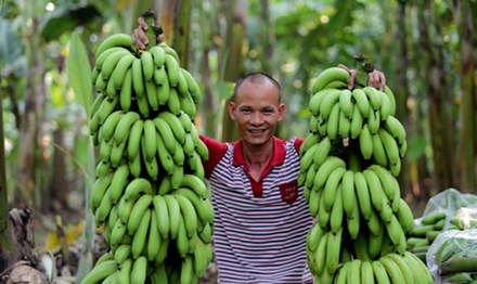 “Vua chuối” đất Bắc hiến kế “giải cứu” chuối - 1