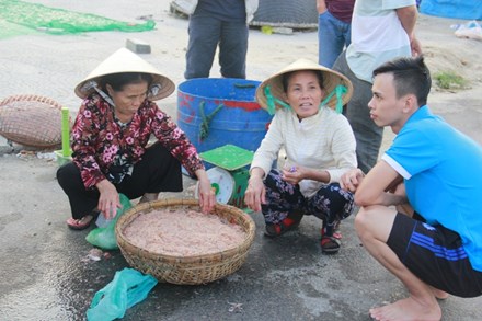 Ngư dân Đà Nẵng kiếm bạc triệu mỗi ngày từ ruốc - 1