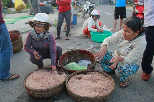 Ngư dân Đà Nẵng kiếm bạc triệu mỗi ngày từ ruốc - 2