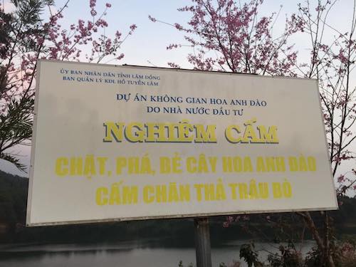 Vụ bẻ hoa anh đào ở Đà Lạt: Người bẻ hoa có bị xử phạt? - 2