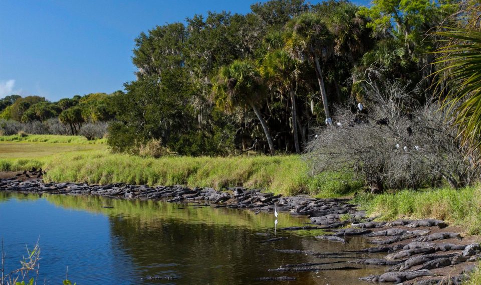 Mỹ: Đàn cá sấu đông chưa từng thấy ken đặc bên hố nước - 1