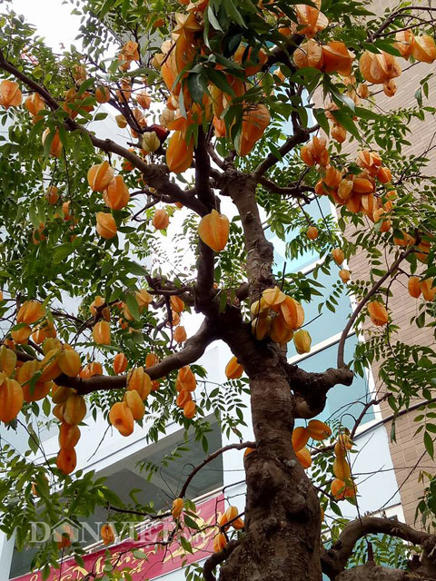 Sửng sốt với cặp khế bonsai ra quả từ gốc tới ngọn - 1