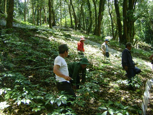 Bắt khẩn bảo vệ rừng vụ trộm hơn 500 gốc sâm quý - 1