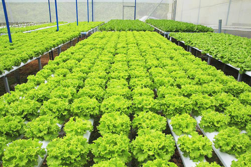 Trải nghiệm mới với nông trại Đà Lạt - 1
