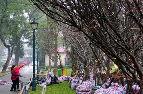 Chiêm ngưỡng “sứ giả” xinh đẹp của Nhật Bản tại Hà Nội - 9