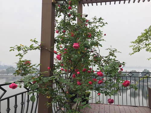 Không cần quà 8/3 vì có cả vườn hồng đẹp như mơ - 3