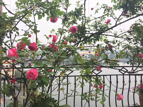 Không cần quà 8/3 vì có cả vườn hồng đẹp như mơ - 4