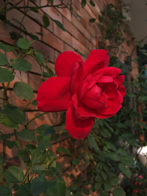 Không cần quà 8/3 vì có cả vườn hồng đẹp như mơ - 5