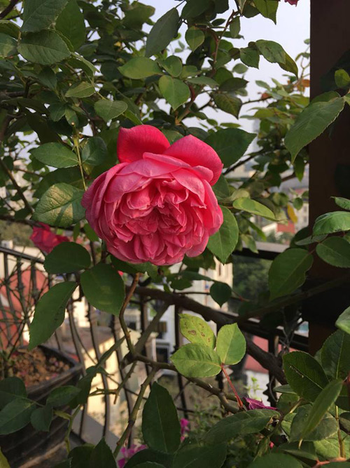 Không cần quà 8/3 vì có cả vườn hồng đẹp như mơ - 8