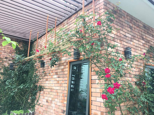 Không cần quà 8/3 vì có cả vườn hồng đẹp như mơ - 6