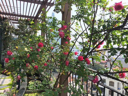 Không cần quà 8/3 vì có cả vườn hồng đẹp như mơ - 7