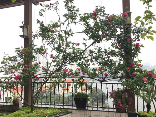 Không cần quà 8/3 vì có cả vườn hồng đẹp như mơ - 10