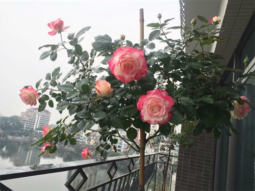 Không cần quà 8/3 vì có cả vườn hồng đẹp như mơ - 9