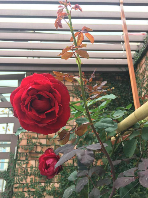 Không cần quà 8/3 vì có cả vườn hồng đẹp như mơ - 13