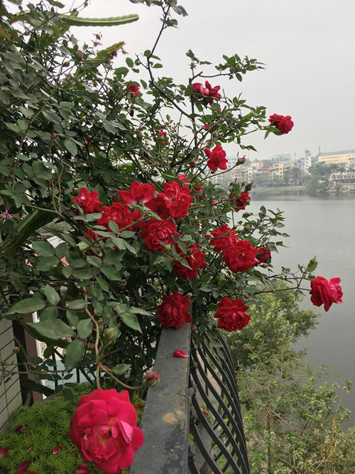 Không cần quà 8/3 vì có cả vườn hồng đẹp như mơ - 11